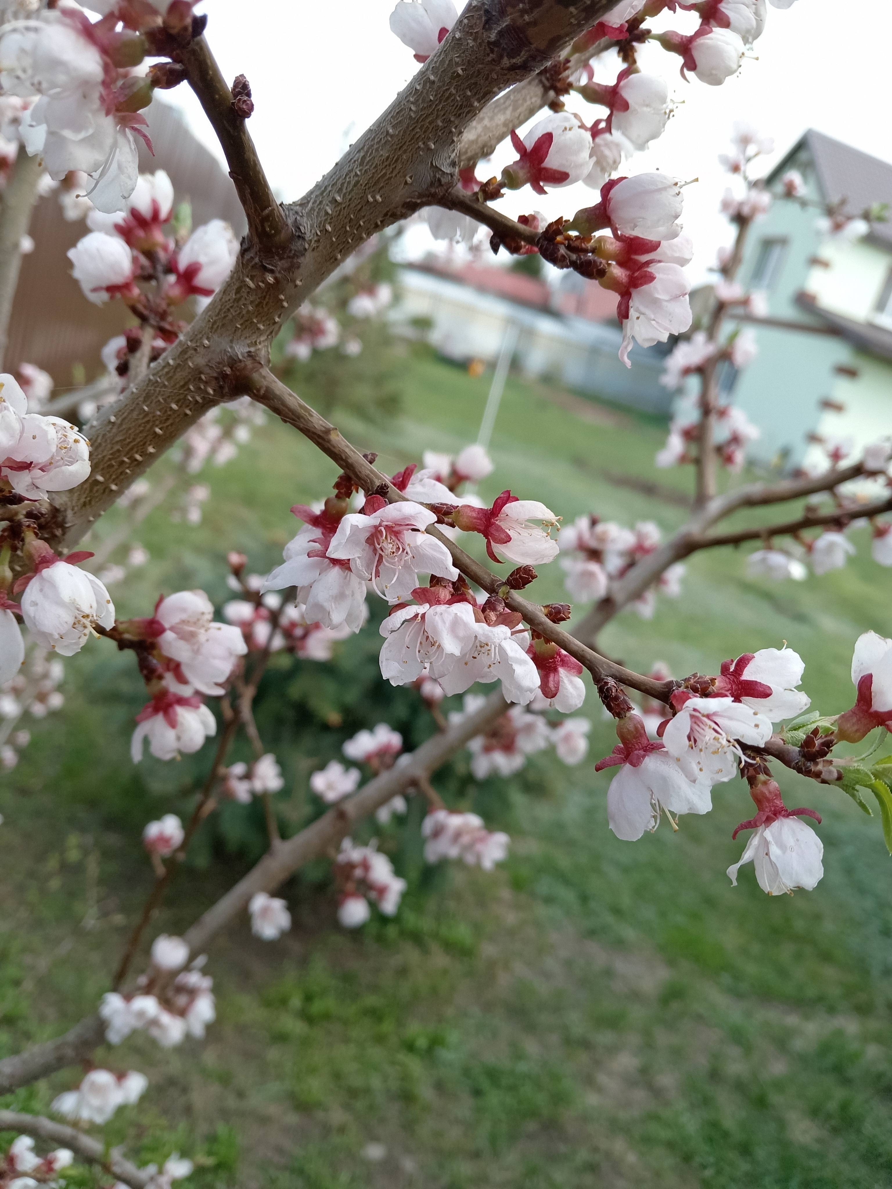 IMG_20250423_150608.jpg